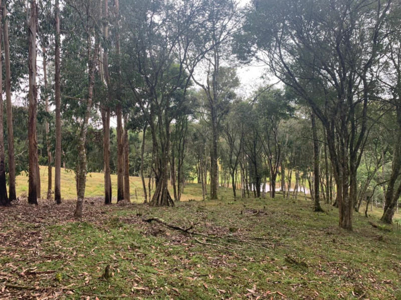 Chácara à venda Centro com 33000m² e 3 quartos por R$ 720.000 - 2018069682-0329c205-fc69-44da-b015-9eddc4ec578e.jpeg