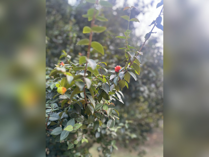 Casa à venda Tingui com 275m² e 4 quartos por R$ 997.500 - 20240513-160145352-ios.jpg