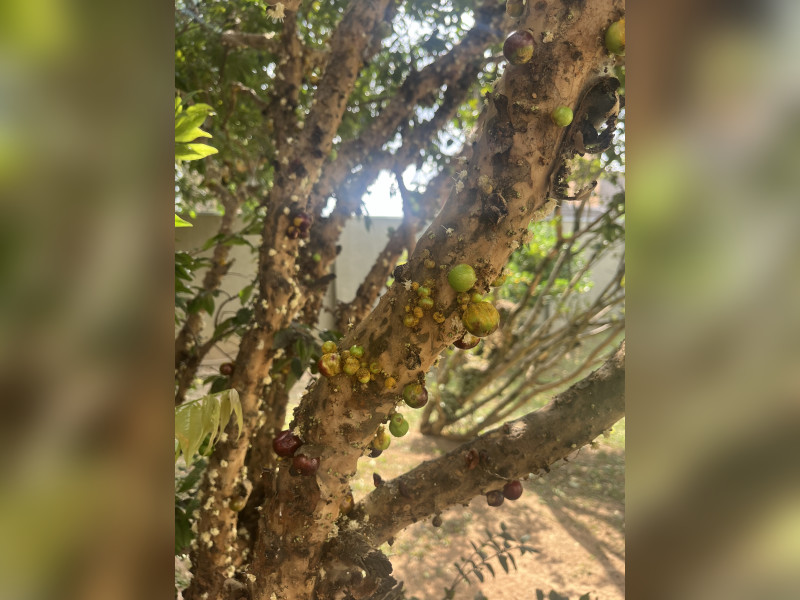 Casa à venda Tingui com 275m² e 4 quartos por R$ 997.500 - 20240513-160346163-ios.jpg