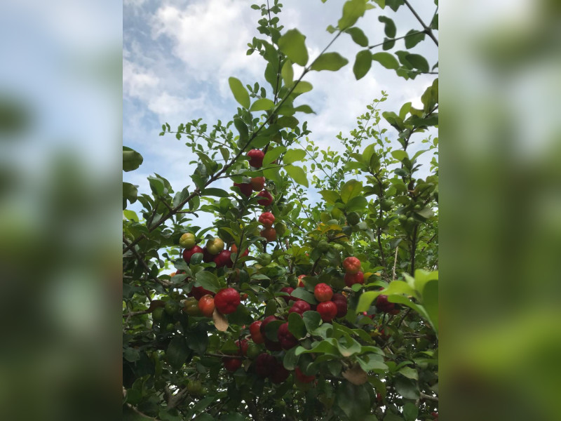 Casa de condomínio à venda Terra das Águas com 245m² e 3 quartos por R$ 1.650.000 - 43305b7d-4282-4f31-9542-f3a2436cc911.jpeg