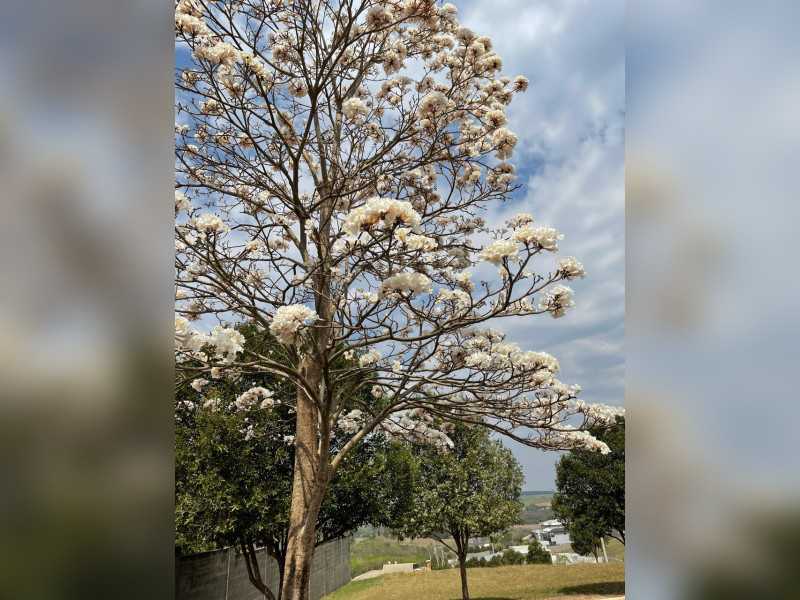 Casa de condomínio à venda Terra das Águas com 245m² e 3 quartos por R$ 1.650.000 - f0d67f2e-6ca2-4b35-a6b2-48ee02d6c07d.jpeg