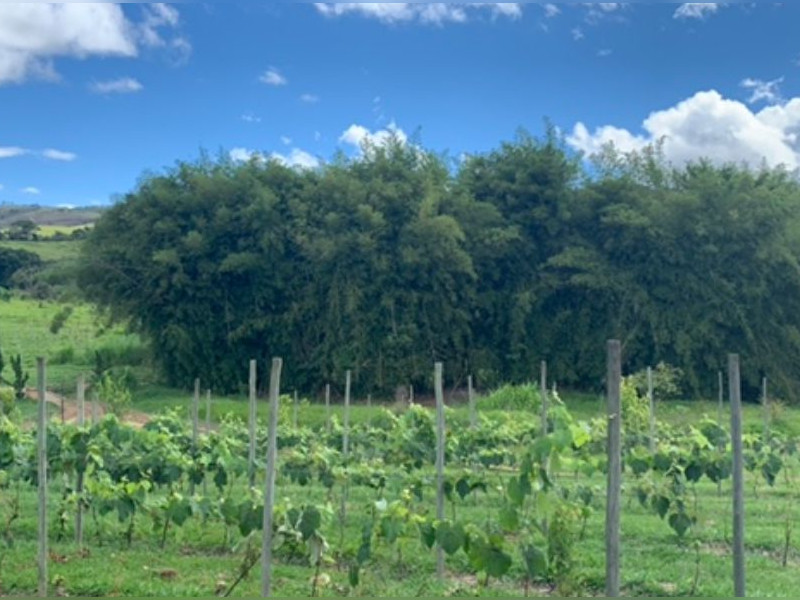 Comercial à venda Centro com 90000m² e 0 quartos por R$ 25.200.000 - vinicola-videiras.jpeg