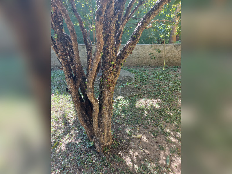 Chácara à venda Terra preta com 1240m² e 3 quartos por R$ 750.000 - 20240706-130219.jpg