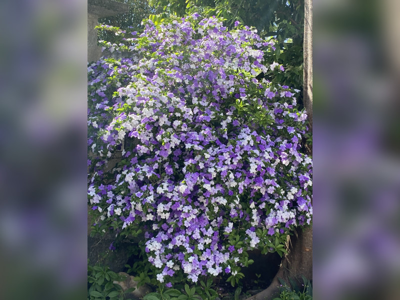 Casa à venda Trindade com 110m² e 3 quartos por R$ 420.000 - img-1455.jpeg