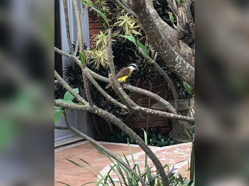 Casa de condomínio à venda Tamboré com 600m² e 3 quartos por R$ 6.500.000 - ae649dea-df5e-4845-be29-e610a91174df.jpg