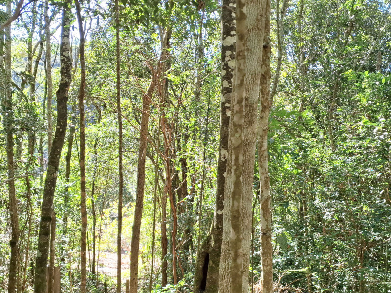 Chácara à venda Vicente Nunes com 65000m² e 4 quartos por R$ 1.900.000 - foto-mata-chac.jpg