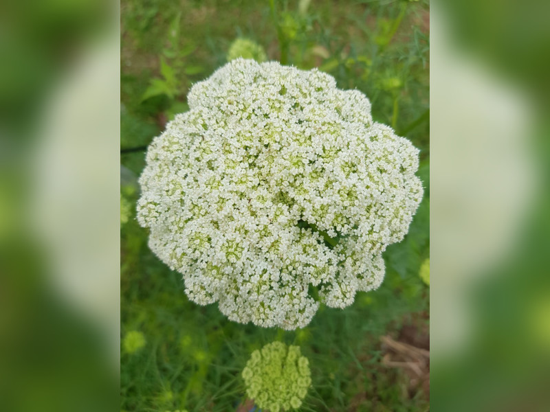 Casa à venda Cosmos com 300m² e 2 quartos por R$ 230.000 - img-20250125-wa0026.jpg