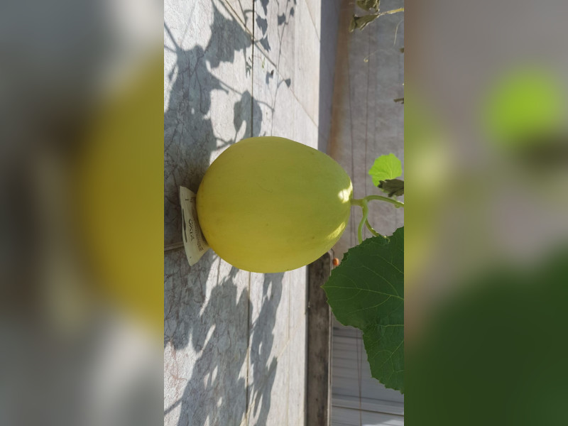 Casa à venda Cosmos com 300m² e 2 quartos por R$ 230.000 - img-20250125-wa0031.jpg