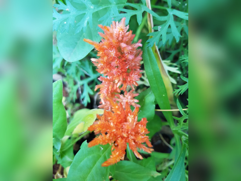 Casa à venda Cosmos com 300m² e 2 quartos por R$ 230.000 - img-20250125-wa0032.jpg