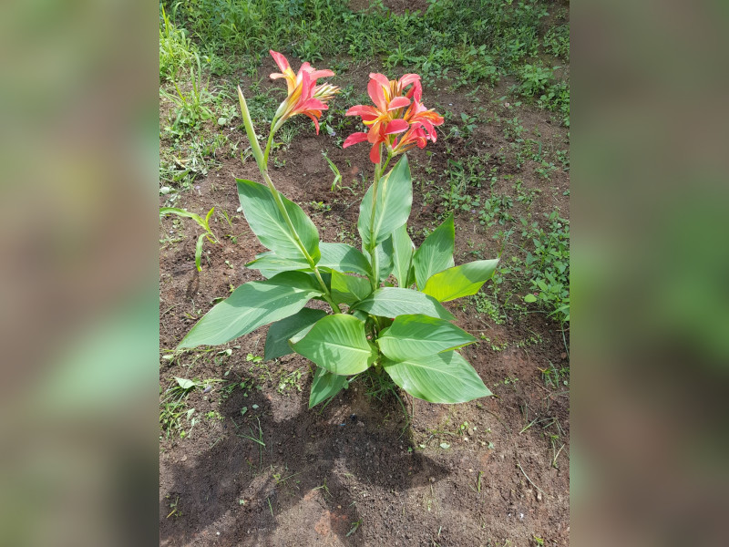 Casa à venda Cosmos com 300m² e 2 quartos por R$ 230.000 - img-20250125-wa0035.jpg