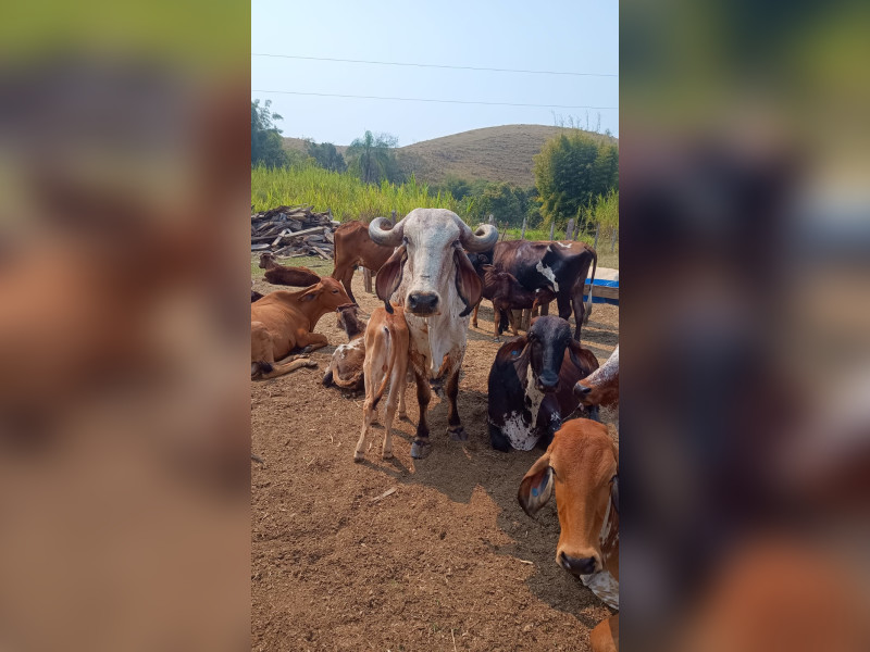 Fazenda à venda Centro com 1064800m² e 2 quartos por R$ 3.900.000 - whatsapp-image-2025-02-05-at-172331-1.jpeg