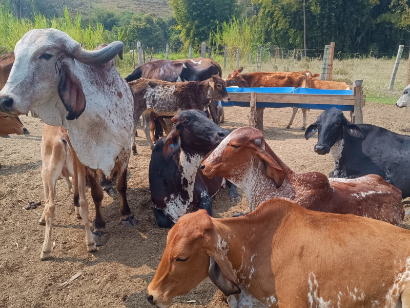 Fazenda à venda Centro com 1064800m² e 2 quartos por R$ 3.900.000 - whatsapp-image-2025-02-05-at-172331-3.jpeg