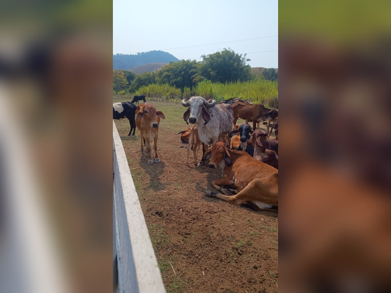 Fazenda à venda Centro com 1064800m² e 2 quartos por R$ 3.900.000 - whatsapp-image-2025-02-05-at-172331.jpeg