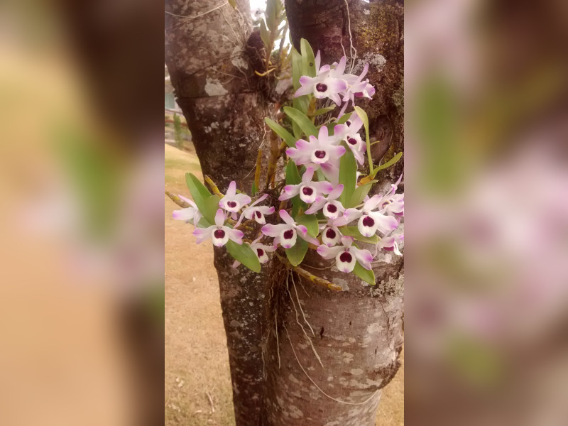 Casa à venda Fazenda dos Pires com 280m² e 3 quartos por R$ 1.850.000 - img-20160903-130245302.jpg