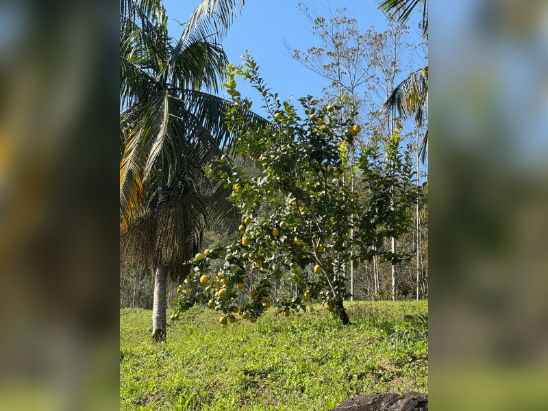 Sítio à venda Centro com 49000m² e 2 quartos por R$ 890.000 - imagem-do-whatsapp-de-2025-08-22-as-171531-7f23ac3e.jpg