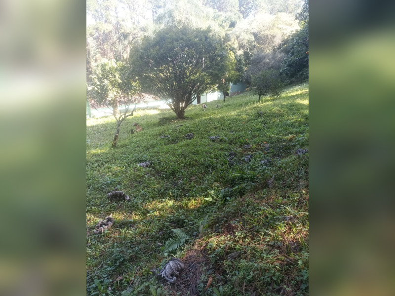 Sítio à venda Lavapés com 14000m² e 5 quartos por R$ 1.600.000 - lavapes3.jpeg