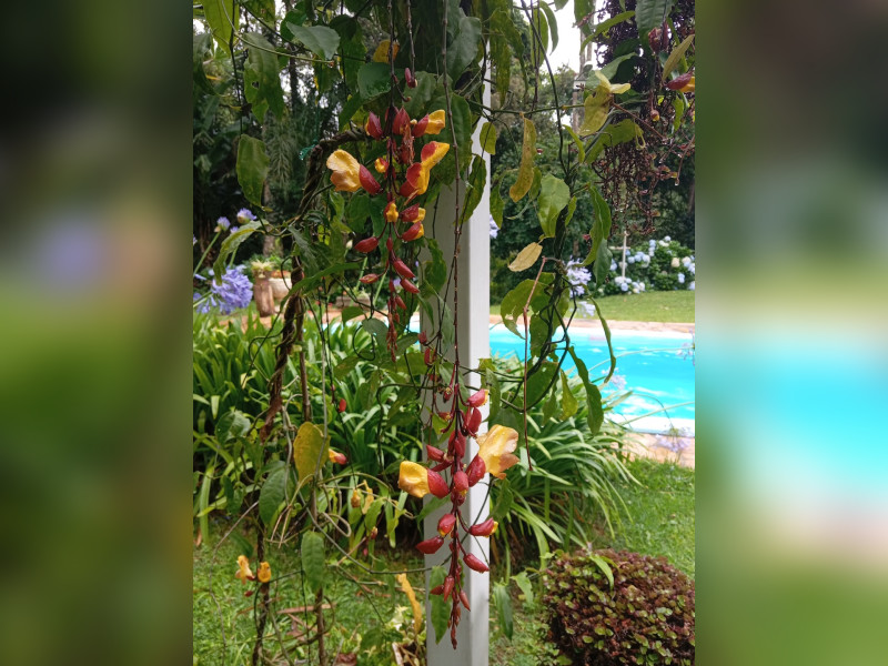 Sítio à venda Área Rural de Extrema com 36000m² e 4 quartos por R$ 650.000 - 1000134586.jpg