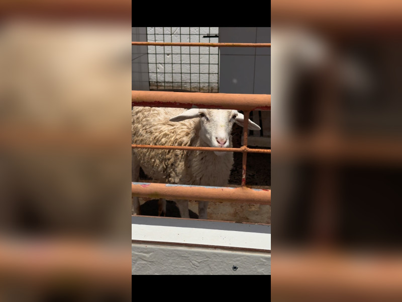 Sítio à venda Registro com 8712m² e 5 quartos por R$ 1.350.000 - 13-baia.jpeg