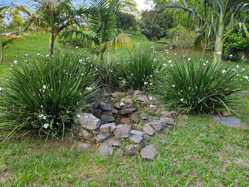 Sítio à venda Palma com 5000m² e 3 quartos por R$ 360.000 - jardim.jpeg