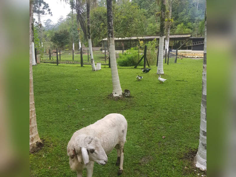 Sítio à venda Centro  com 360m² e 5 quartos por R$ 950.000 - 1000004778.jpg