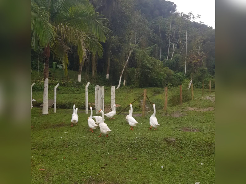 Sítio à venda Centro  com 360m² e 5 quartos por R$ 950.000 - 1000004784.jpg