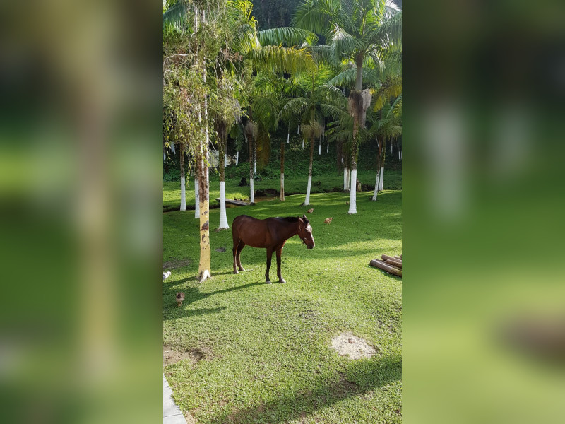 Sítio à venda Centro  com 360m² e 5 quartos por R$ 950.000 - 1000068374.jpg