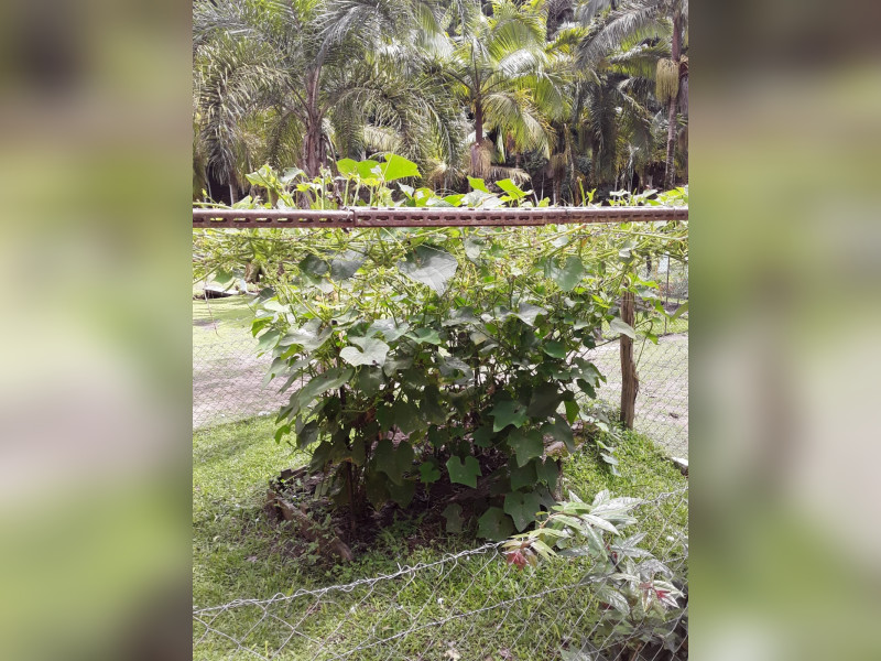 Sítio à venda Centro  com 360m² e 5 quartos por R$ 950.000 - 1000068383.jpg