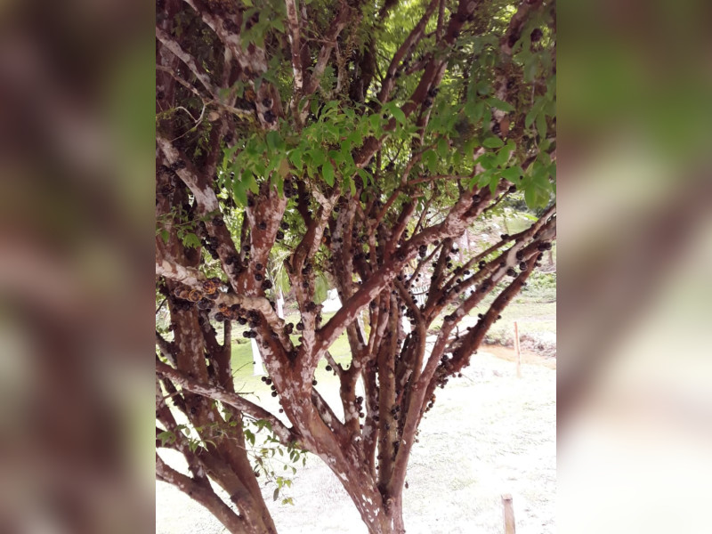 Sítio à venda Centro  com 360m² e 5 quartos por R$ 950.000 - 1000068392.jpg