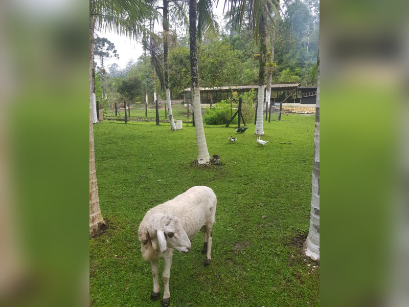 Sítio à venda Centro  com 360m² e 5 quartos por R$ 950.000 - 3e1d3b7b-7d6a-4261-866c-b52d40135f36-1-all-638.jpg