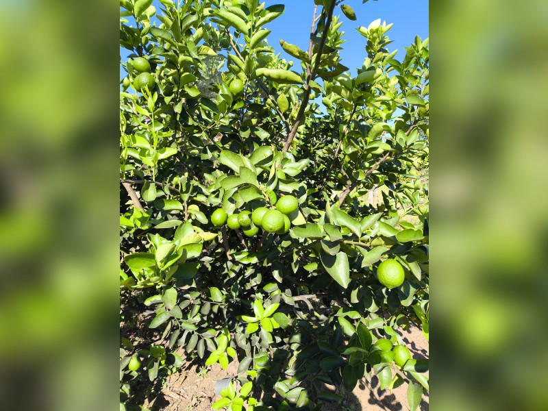 Fazenda à venda Centro com 37m² e 4 quartos por R$ 990.000 - 1000610302.jpg