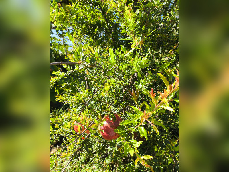 Fazenda à venda Centro com 37m² e 4 quartos por R$ 990.000 - 1000610303.jpg