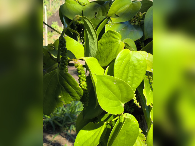 Fazenda à venda Centro com 37m² e 4 quartos por R$ 990.000 - 1000610306.jpg