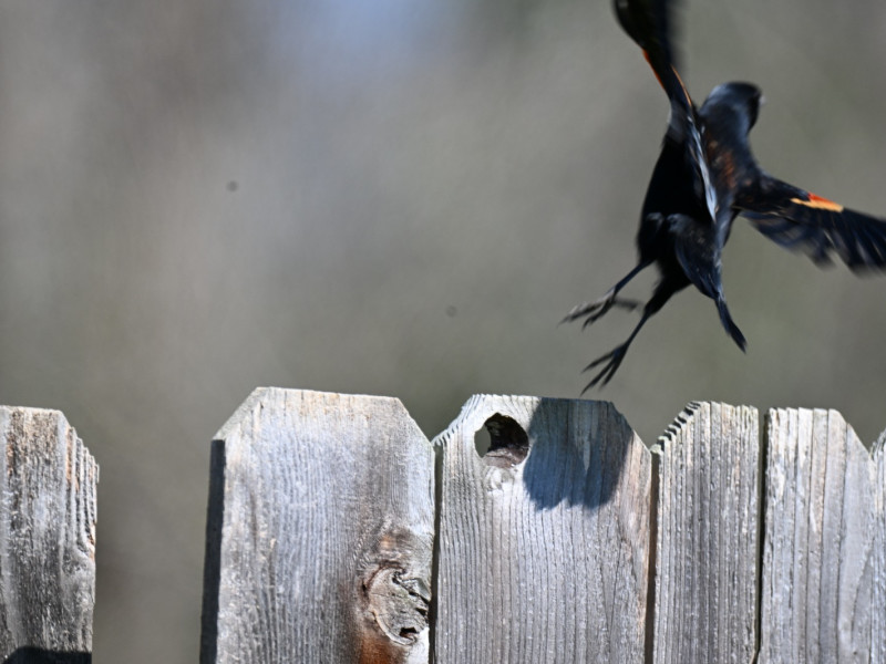 Terreno à venda Jardim America com 250m² e 0 quartos por R$ 555.000 - whatsapp-image-2025-11-05-at-212823-bffc589f-passaro-preto.jpg