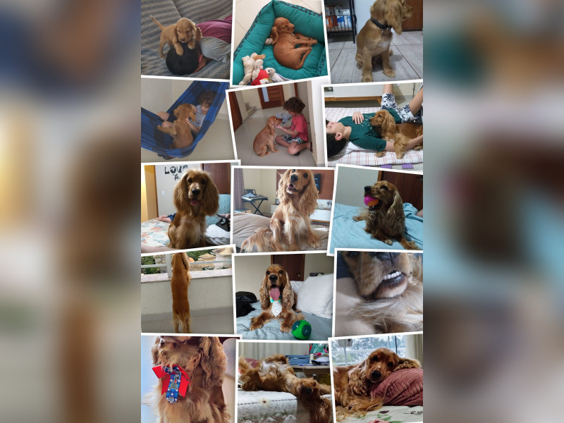 Casa à venda Maria Paula com 286m² e 4 quartos por R$ 1.000.000 - 92407b2d-2c07-481f-bb7b-78053d524d25-1-all-4038.jpg