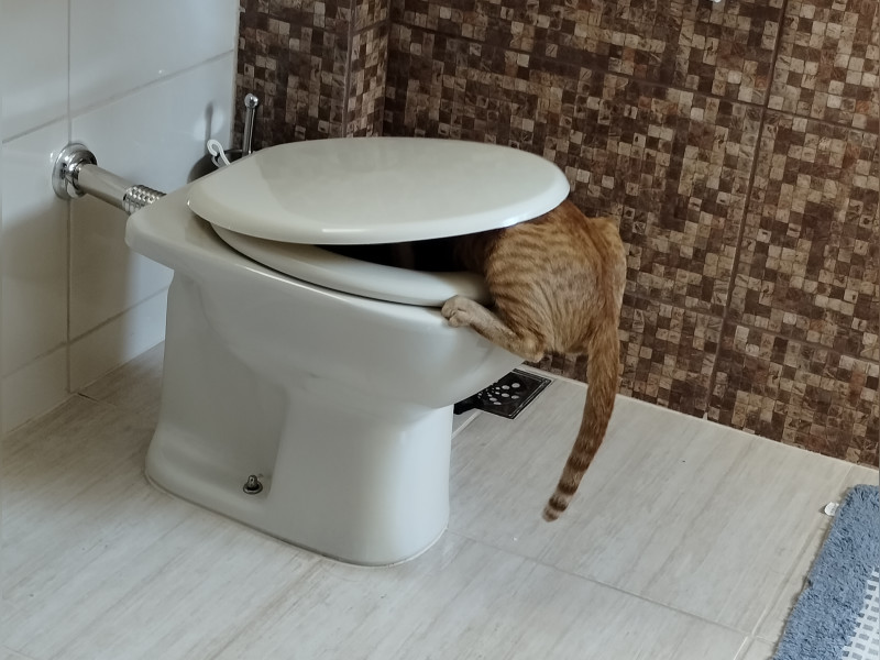 Casa à venda Maria Paula com 286m² e 4 quartos por R$ 1.000.000 - 92407b2d-2c07-481f-bb7b-78053d524d25-1-all-5060.jpg