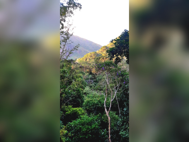 Sítio à venda Fazenda Inglesa com 170m² e 5 quartos por R$ 1.950.000 - 1000471920.jpg