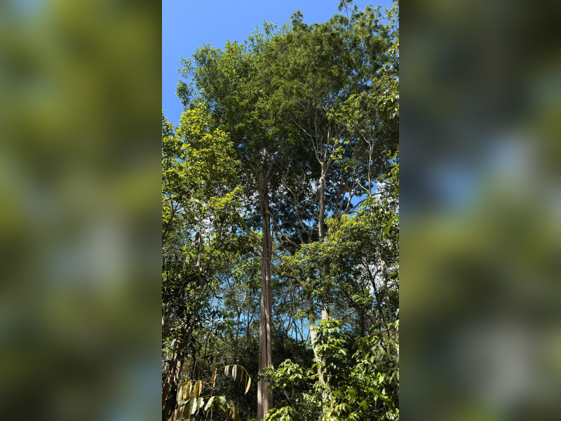 imóvel com 10000m² - Centro - Lencois