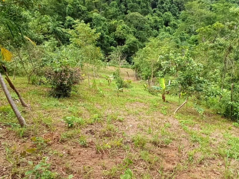 imóvel com 776m² - Praia da Fortaleza - Ubatuba