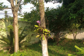 Casa à venda Engenho do Mato com 450m² - 2 dormitórios -  vagas - R$ 460.000 - inbound4160638777772622172.png