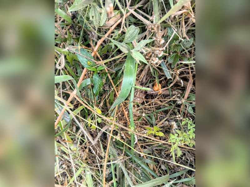 imóvel com 720m² - Centro - Marlieria