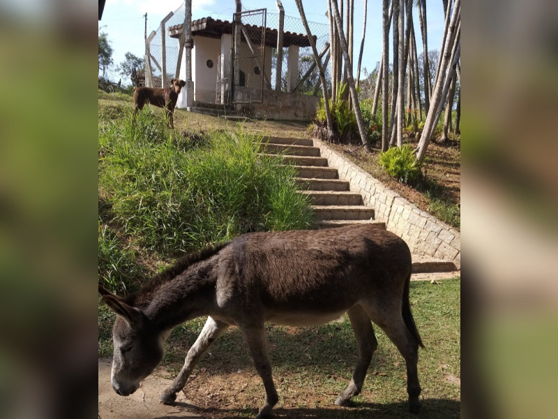 imóvel com 21000m² - Canguera - Capela do Alto
