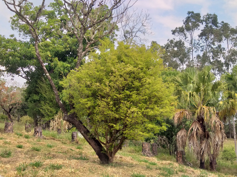imóvel com 21000m² - Canguera - Capela do Alto