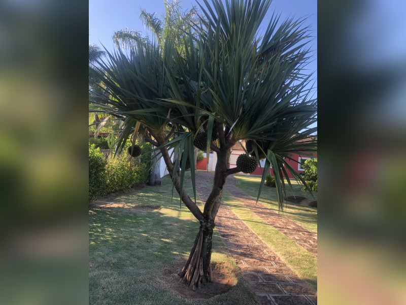 imóvel com 1250m² - Horizonte Azul - Village Ambiental - Itupeva