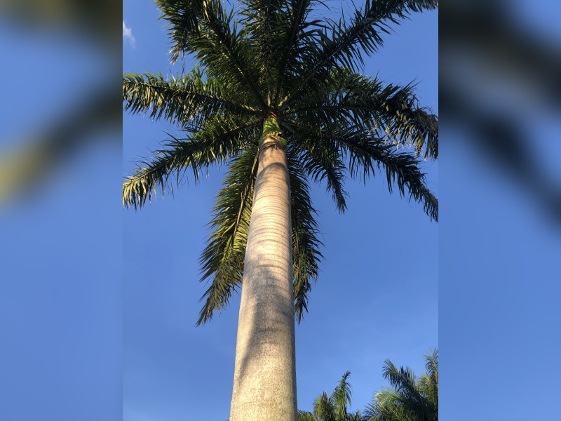 imóvel com 1250m² - Horizonte Azul - Village Ambiental - Itupeva