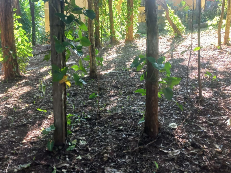 imóvel com 1000m² - Centro - Brumadinho