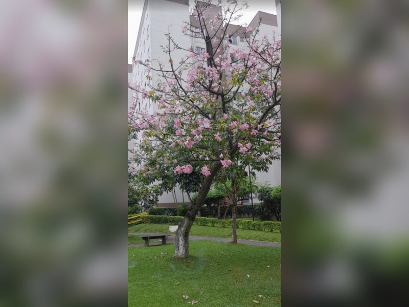 imóvel com 49m² - Jardim Regina - São Paulo
