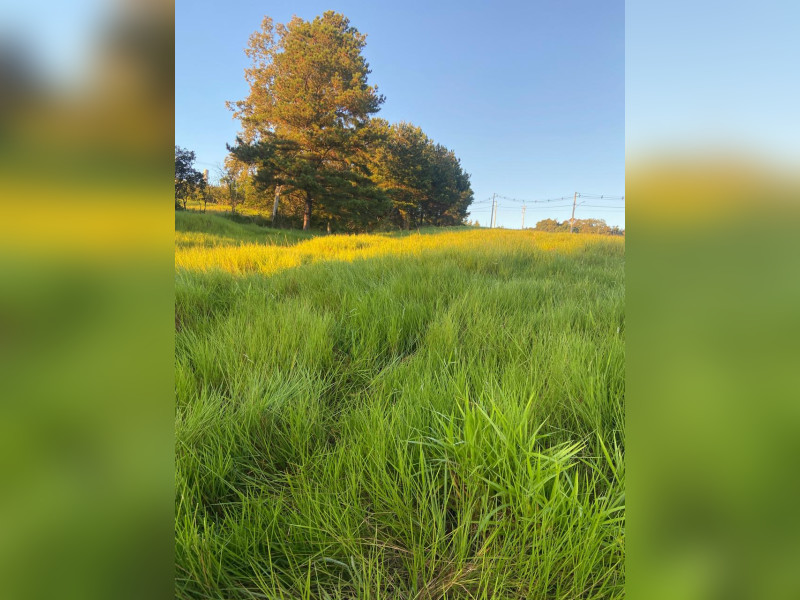 imóvel com 300m² - Campo da Brazina - Ararica