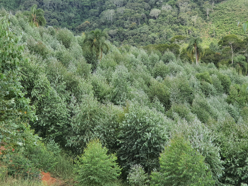imóvel com 48400m² - Centro - Campo Magro