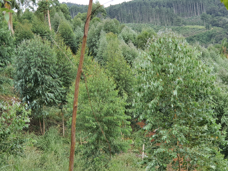 imóvel com 48400m² - Centro - Campo Magro