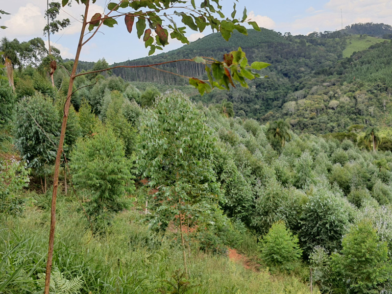imóvel com 48400m² - Centro - Campo Magro